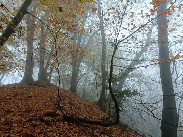 Die Natur im Wald kennenlernen